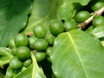 Coffea arabica - Unripe fruits - Click to enlarge!