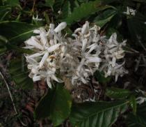 Coffea canephora - Flowers - Click to enlarge!