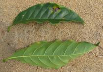 Coffea canephora - Upper and lower surface of leaf - Click to enlarge!