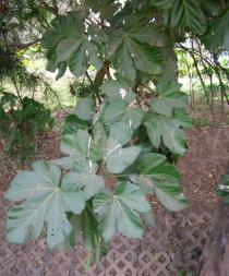 Cola cordifolia - Foliage - Click to enlarge!
