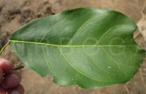 Cola laurifolia - Upper surface of leaf blade - Click to enlarge!