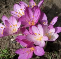 Colchicum autumnale - Flowers - Click to enlarge!