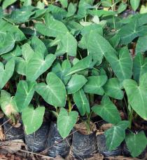 Colocasia esculenta - Young plants in nursery - Click to enlarge!