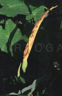 Colocasia esculenta - Inflorescence - Click to enlarge!