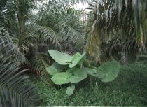 Colocasia gigantea - Habit, in an  <a href=http://www.virboga.de/Elaeis_guineensis.htm>Oil palm</a> plantation - Click to enlarge!
