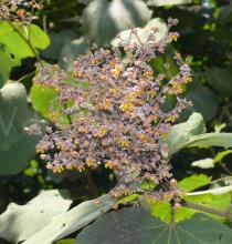Colona floribunda - Inflorescence, close-up - Click to enlarge!