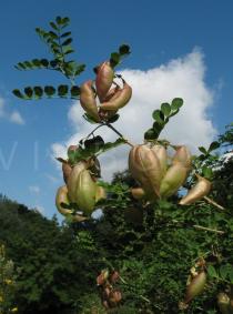 Colutea arborescens - Branch - Click to enlarge!