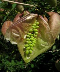 Colutea arborescens - Opened unripe pod - Click to enlarge!