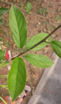 Combretum indicum - Leaves - Click to enlarge!