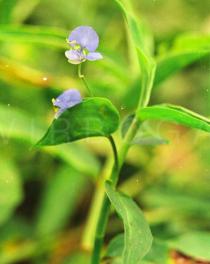 Commelina diffusa - Flower - Click to enlarge!