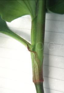 Commelina diffusa - Leafbase - Click to enlarge!