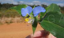 Commelina erecta - Flower - Click to enlarge!