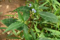 Commelina paludosa - Flowers - Click to enlarge!