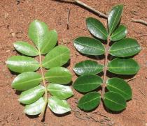 Commiphora leptophloeos - Upper and lower surface of leaf - Click to enlarge!