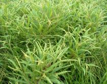 Comptonia peregrina - Habit - Click to enlarge!