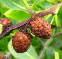 Conocarpus erectus - Fruitheads close-up - Click to enlarge!