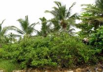 Conocarpus erectus - Habit - Click to enlarge!