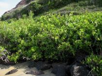 Conocarpus erectus - Habit - Click to enlarge!