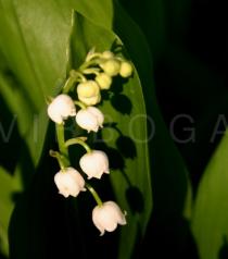 Convallaria majalis - Inflorescence - Click to enlarge!