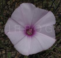 Convolvulus althaeoides - Flower - Click to enlarge!