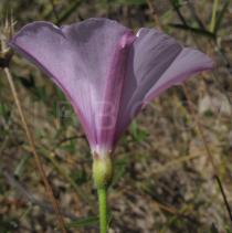 Convolvulus althaeoides - Flower, side view - Click to enlarge!