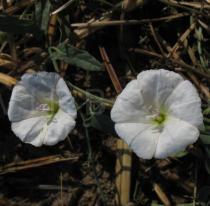 Convolvulus arvensis - Flowers - Click to enlarge!