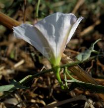Convolvulus arvensis - Flower side view - Click to enlarge!