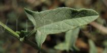 Convolvulus arvensis - Upper side of leaf - Click to enlarge!