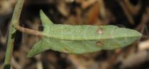 Convolvulus arvensis - Lower side of leaf - Click to enlarge!