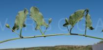 Convolvulus arvensis - Leaf insertion - Click to enlarge!