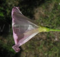 Convolvulus arvensis - Flower, side view - Click to enlarge!