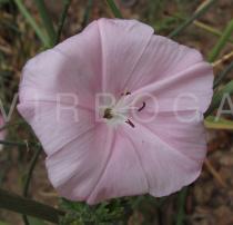 Convolvulus dorycnium - Flower - Click to enlarge!