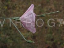 Convolvulus dorycnium - Flower, side view - Click to enlarge!