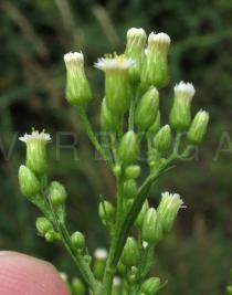 Conyza canadensis - Flower heads in side view - Click to enlarge!