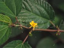 Corchorus aestuans - Flower - Click to enlarge!