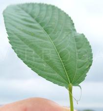 Corchorus olitorius - Leaf base - Click to enlarge!