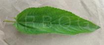 Corchorus olitorius - Upper surface of leaf - Click to enlarge!