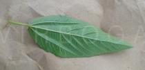 Corchorus olitorius - Lower surface of leaf - Click to enlarge!