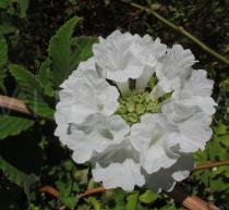 Cordia leucocephala - Inflorescence - Click to enlarge!