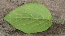 Cordia sebestena - Lower surface of leaf - Click to enlarge!