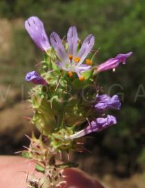 Coris monspeliensis - Flower - Click to enlarge!