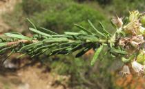 Coris monspeliensis - Foliage - Click to enlarge!