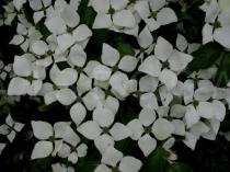 Cornus kousa - Flowers - Click to enlarge!