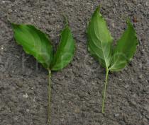 Cornus kousa - Upper and lower surface of leaf - Click to enlarge!