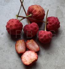 Cornus kousa - Fruits - Click to enlarge!