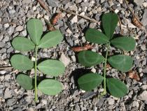 Coronilla valentina - Upper and lower surface of leaf - Click to enlarge!