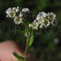 Corrigiola telephiifolia - Inflorescence - Click to enlarge!