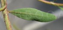 Corrigiola telephiifolia - Upper side of leaf - Click to enlarge!