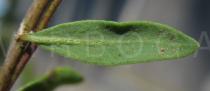 Corrigiola telephiifolia - Leaf lower side - Click to enlarge!