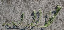 Corrigiola telephiifolia - Branch - Click to enlarge!